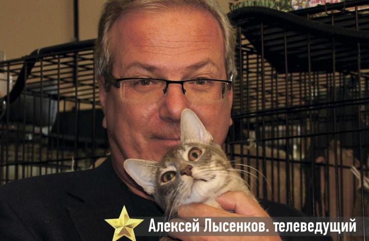 Муркоша - кошки и котята в добрые руки
