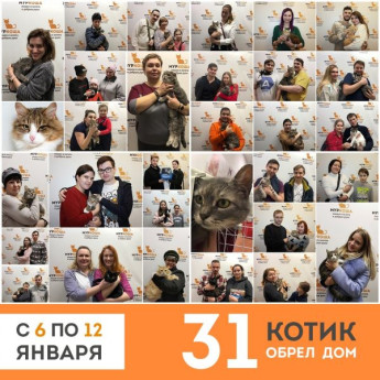 Итоги работы приюта с 6 по 12 января