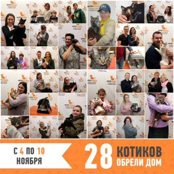 Итоги работы приюта с 4 ноября по 10 ноября