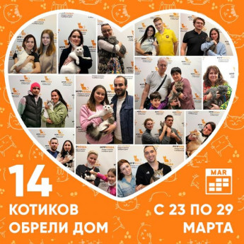 Итоги работы приюта с 23 по 29 марта