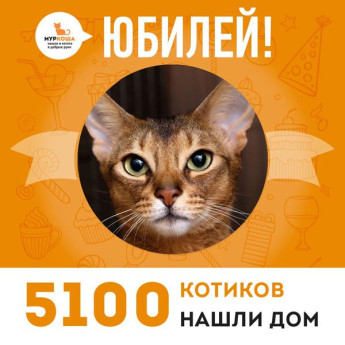 А нас большой праздник! Отправился домой 5100-ый счастливчик, котик Августин!