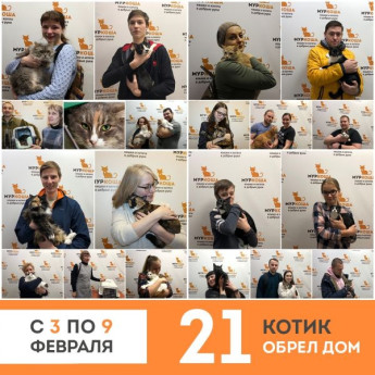Итоги работы приюта с 3 по 9 февраля