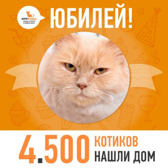 Юбилей! Отправилась домой 4500-ая счастливица, кошечка Златиша!