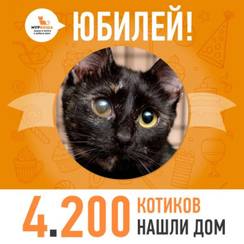 Отправилась домой 4200-ая счастливица, кошечка Сальма!