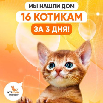 Мы нашли дом 16 котикам за 3 дня!