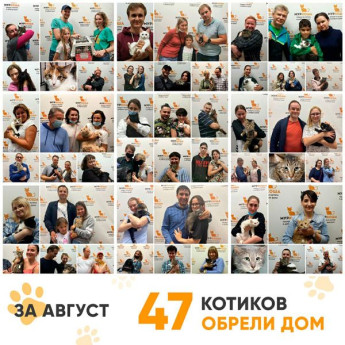 Итоги работы Adoption центра за август 2020