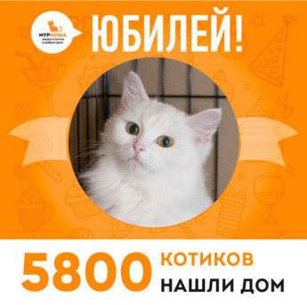 Отправилась домой 5800-ая счастливица, кошечка Белошейка!