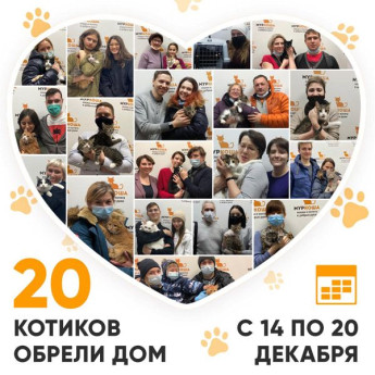 Итоги работы Adoption центра с 14 по 20 декабря