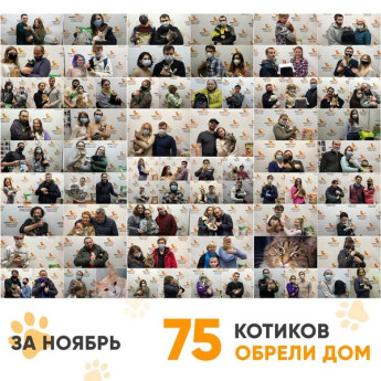 Итоги работы Adoption центра за ноябрь 2020
