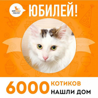 Отправился домой 6000-ый счастливец, котик Дынька!
