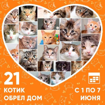 Итоги работы приюта с 1 по 7 июня