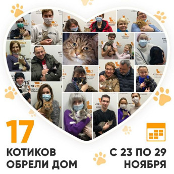 Итоги работы Adoption центра с 23 по 29 ноября