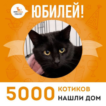 Грандиозное событие! Отправилась домой 5000-ая счастливица, кошечка Теона