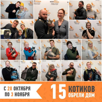 Итоги работы приюта с 28 октября по 3 ноября