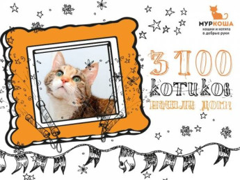 3100 котиков "Муркоши" дома!
