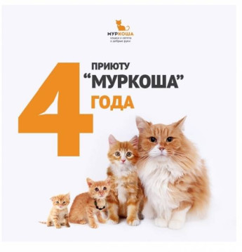 "МУРКОШЕ" - 4 ГОДА! ? Хотите поздравить нас? Расскажите о приюте в соцсетях с хэштегом #муркошаСЕГОДНЯ!