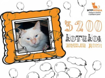 3200 котиков "Муркоши" дома!