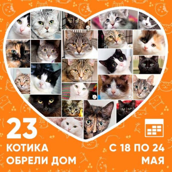Итоги работы приюта с 18 по 24 мая