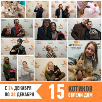 Итоги работы  приюта с 24 по 30 декабря