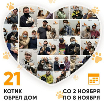 Итоги работы Adoption центра с 2 по 8 ноября