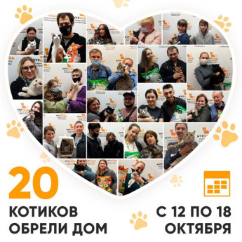 Итоги работы Adoption центра с 12 по 18 октября