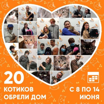Итоги работы приюта с 8 по 14 июня