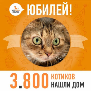 Отправилась домой 3800-ая счастливица, кошечка Мариша!