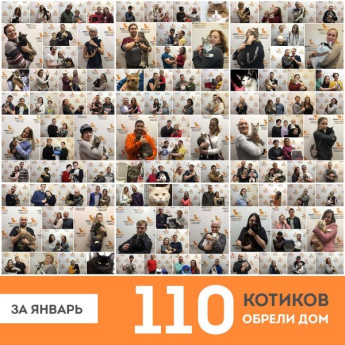 Итоги января 2020! За январь домашними стали 110 (!) котиков