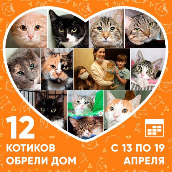 Итоги работы приюта с 13 по 19 апреля