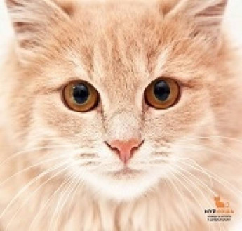 2900 котиков "Муркоши" нашли дом!