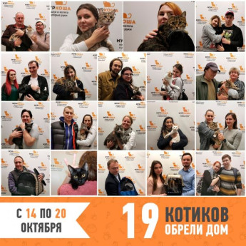 Итоги работы приюта с 14 по 20 октября