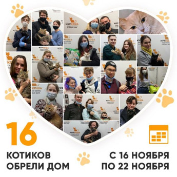 Итоги работы Adoption центра с 16 по 22 ноября