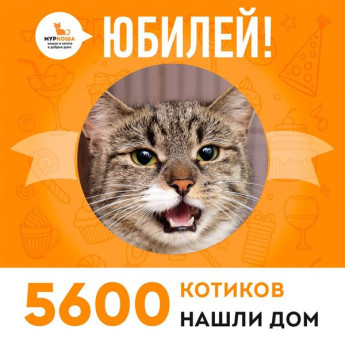 Отправилась домой 5600-ая счастливица, кошечка Динь-Динь!