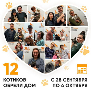 Итоги работы Adoption центра с 28 сентября по 4 октября