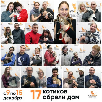 Итоги работы приюта с 9 по 15 декабря