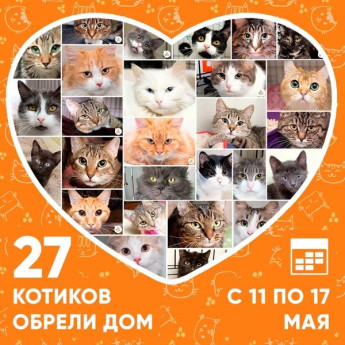 Итоги работы приюта с 11 по 17 мая