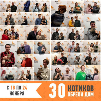 Итоги работы приюта с 18 по 24 ноября