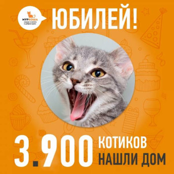 Отправился домой 3900-ый счастливец, котенок Джулиан!