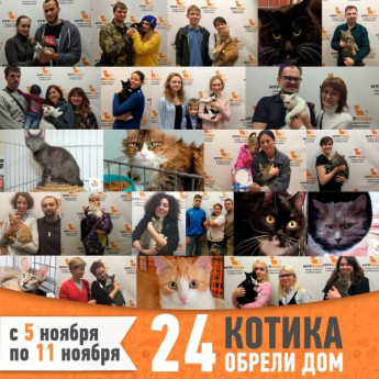 Итоги работы с 5 по 11 ноября