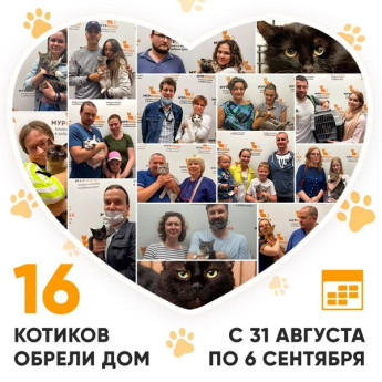 Итоги работы Adoption центра с 31 августа по 6 сентября