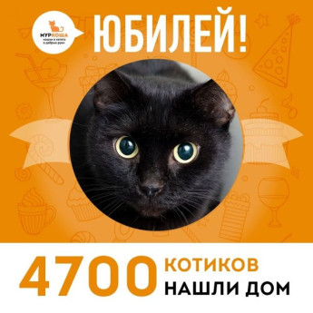 Отправился домой 4700-ый счастливчик, котик Жерар!