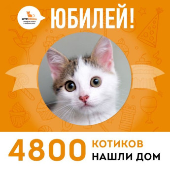 Отправилась домой 4800-ая счастливица, кошечка Уточка!