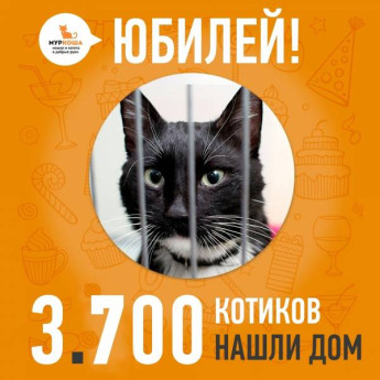 Отправился домой 3700-ый счастливец, котик Гамильтон!