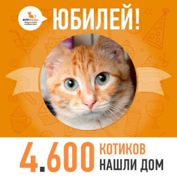 Отправился домой 4600-ый счастливчик, котенок Золото!