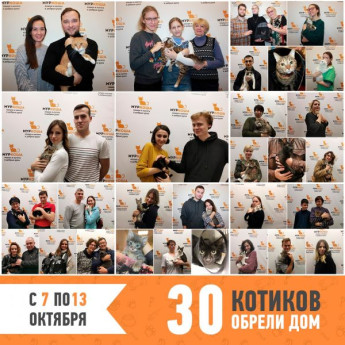 Итоги работы приюта с 7 по 13 октября