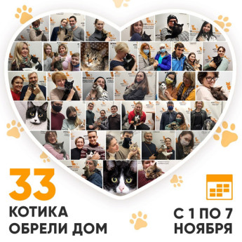  Итоги работы нашего Adoption центра с 1 по 7 ноября 2021г.