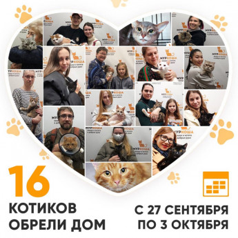 Итоги работы Adoption центра с 27 сентября по 3 октября 2021г.