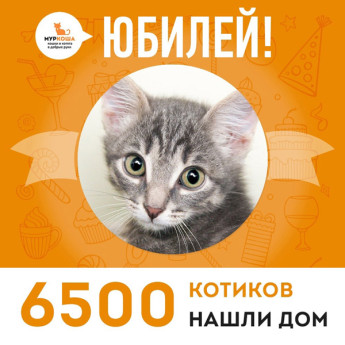Отправился домой 6500-ый счастливец, котенок Кебабчик!