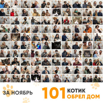 Итоги работы Adoption центра в ноябре 2021г.