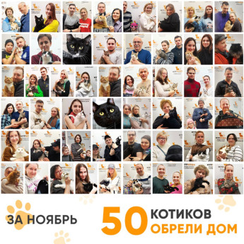 Итоги работы Adoption центра в ноябре 2022 года.